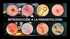 INTRODUCCIÓN A PARASITOLOGÍA: Generalidades, clasificación, tipos de  huéspedes y mecanismos de daño - YouTube