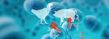 Interrelación entre inmunología & nutrición en aves y porcino - nutriNews,  la revista de nutrición animal