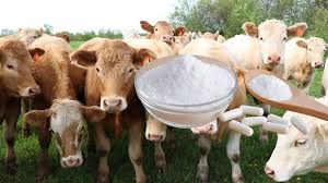 Taurina y L-Carnitina: El dúo de suplementos definitivo