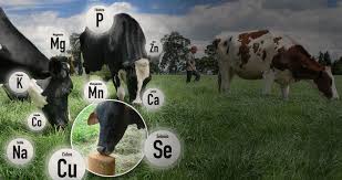 Los requerimientos de macrominerales para el ganado bovino | CONtexto  Ganadero