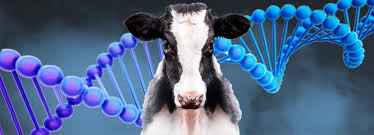 ✓ Mejoramiento Genético Bovino ◁【Información Completa 】