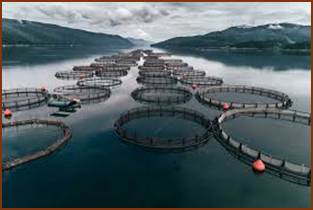 Qué es la acuicultura? Características y funciones de producción