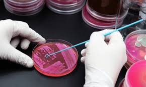 Importancia de la microbiología: Su Papel en el Día a Día