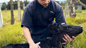 Propedéutica es la rama de la medicina que estudia las técnicas y procedimientos médicos necesarios para el cuidado animal.