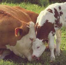 Bovinotecnia es de carácter teórico práctico que se encarga del perfeccionamiento en el manejo de la producción bovina. 