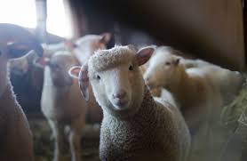 Pueden sufrir? Algo sobre biocentrismo y bienestar animal | Hoy en el TEC